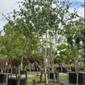 Betula utilis 'Doorenbos' - 2