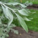 Pyrus salicifolia 'Pendula' - Afbeelding 3