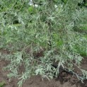 Pyrus salicifolia 'Pendula' - Afbeelding 2