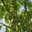 Corylus colurna - Foto 4