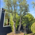 Quercus Suber - 6