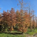 Fagus sylvatica 'Atropunicea' - november 2025