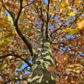 Fagus sylvatica 'Atropunicea' - 3