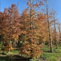 Fagus sylvatica 'Atropunicea' - 2