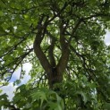 Liquidambar styraciflua - 2