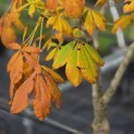 Aesculus pavia 'Atrosanguinea' - 2