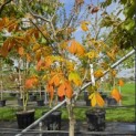 Aesculus pavia 'Atrosanguinea' - 3