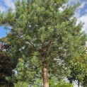 Pinus sylvestris - 1