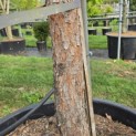 Pinus sylvestris - 2