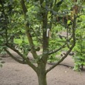 Carpinus betulus - 2