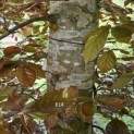 Fagus sylvatica 'Atropunicea' - 2