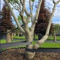 Cornus kousa 'Milky Way' - 2