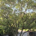 Photinia fraseri 'Red Robin' - Foto 1