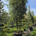 Quercus ilex - 4