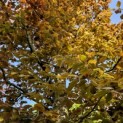 Fagus sylvatica 'Atropunicea' - 3