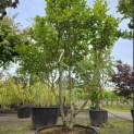 Magnolia 'Susan' - Foto 2