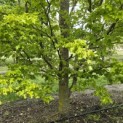 Fagus sylvatica 'Rohan Gold' - 3