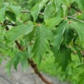 Acer griseum - Afbeelding 5