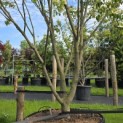 Cornus 'Norman Hadden' - 1