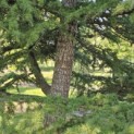Cedrus libani - 2