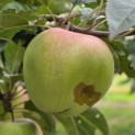 Malus domestica 'Red Elstar' - Foto 2