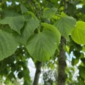 Tilia x europaea 'Pallida' - Foto 4