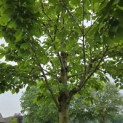 Prunus avium 'Kordia' - 3