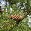 Pinus nigra 'Nigra' - 1