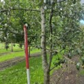 Pyrus communis (handpeer) - Foto 1