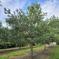 Pinus sylvestris - 1