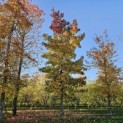 Liquidambar styraciflua - 7
