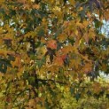 Liquidambar styraciflua - 5