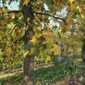 Liquidambar styraciflua - 4