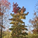 Liquidambar styraciflua - 6