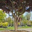 Acer palmatum 'Bloodgood' - Foto 7