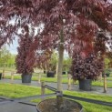 Acer palmatum 'Inaba Shidare' - 1