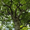 Carpinus betulus - 5