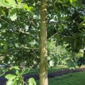 Quercus cerris - 5