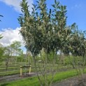 Prunus laur. Caucasica - Foto 7