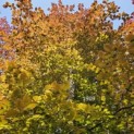 Fagus sylvatica 'Atropunicea' - 1