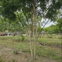 Sophora japonica - 3