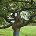 Acer palmatum 'Dissectum' - Foto 1