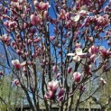 Magnolia 'Soulangeana' - Foto 1