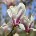 Magnolia 'Soulangeana' - Foto 1