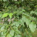 Styrax japonicus - 1