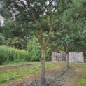 Pinus sylvestris - 3
