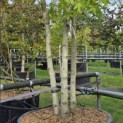 Liquidambar styraciflua 'Worplesdon' - Foto 1