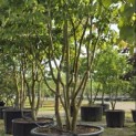 Parrotia persica - 8