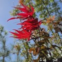 Acer palmatum 'Bloodgood' - Foto 3