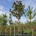 Magnolia grandiflora 'Galissoniere' - Foto 4